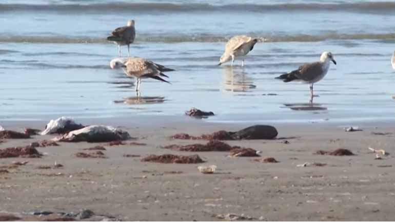 Θρίλερ με χιλιάδες νεκρά πουλιά στις ακτές της βόρειας Χιλής